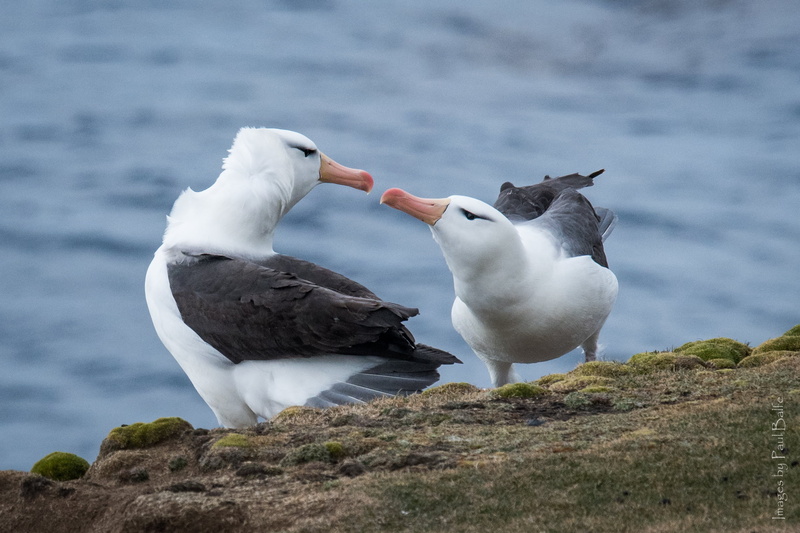 browed, bird, birds, West Falkland, Saunders Island  Falkland Islands, falkland, Seagull, two, 1080P, Holiday, nature, animal, South America, white, sea