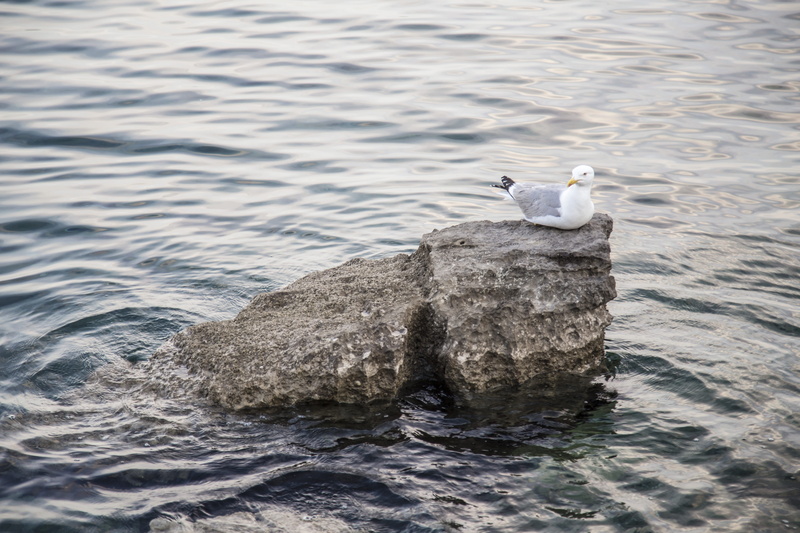 body of water, surrounded, beauty in nature, animal themes, herring, animal wildlife, rippled, body, day, sea, no people, one animal, gull, water, rock