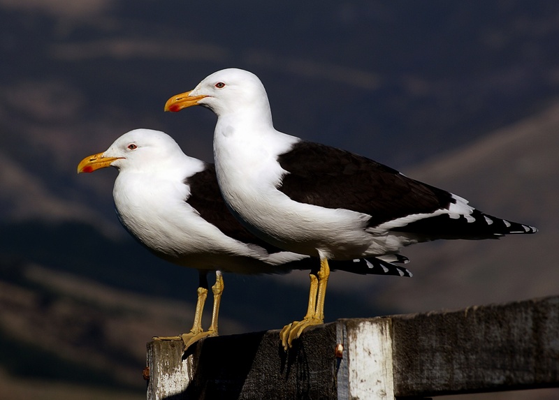 seabirds, white color, beaks, two, perched, feathers, animal themes, full length, gray, 1080P, close-up, wood - material, wildlife, black-backed seagulls