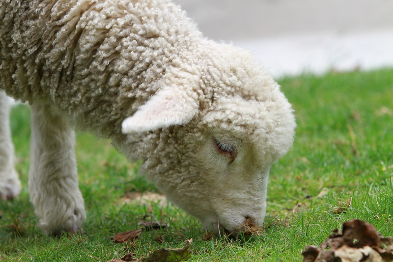 zoology, land, no people, green color, species, animal, sheep, plant, environment, animal themes, one animal, livestock, eating, depth, pets, wilderness