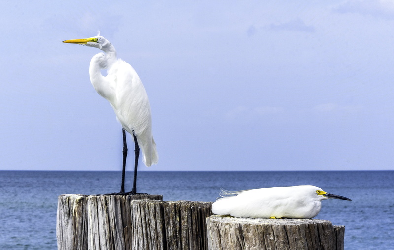 ocean  sea, landscape, feather, Cranes, animal, 4K, Egrets, heron, great, Snowy, sea, gulf, sea  bird, bird, seagull, wildlife, seascape, trunks, water