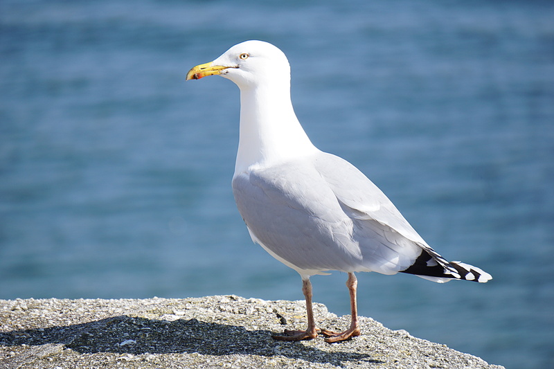 animal wildlife, feather, rock, day, animal themes, close-up, profile view, 5K, animals in the wild, white color, side view, standing, deep, no people