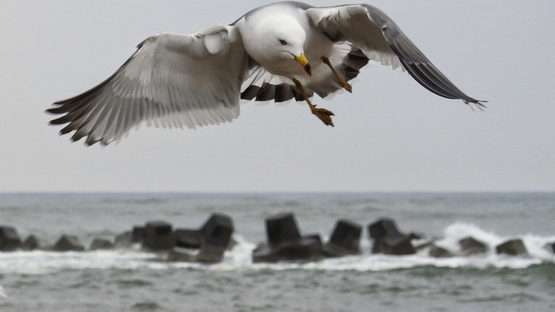 sky, beach, animal wing, mid-air, water, vertebrate, spread wings, wild animal, natural, outdoors, horizon over water, formation, animal wildlife, near