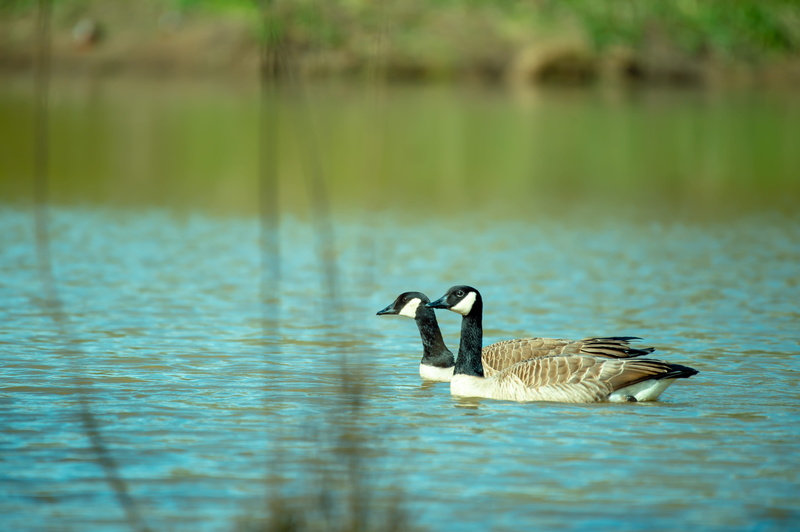 vertebrate, ducks, no people, floating on water, water, goose, beauty in nature, reflection, water bird, animal wildlife, feathers, close, animal photography
