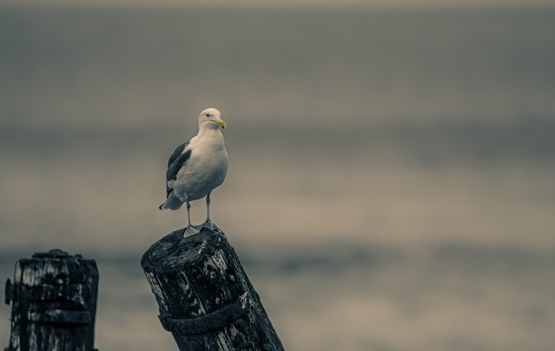 no people, nature, wooden post, seagull, focus, justifyyourlove, feathers, photography, bird, one animal, animal, perching, perched, vertebrate, close