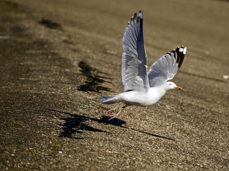 motion, day, nature, flying, animal world, 4K, bird, vertebrate, one animal, outdoors, group of animals, feather, spread wings, seagull, Departure, wildlife