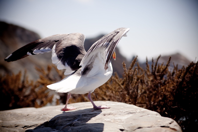 feathers, vertebrate, soar, animals in the wild, nature, day, wildlife, close-up, focus, photography, animal wildlife, 4K, no people, bird, air, full length