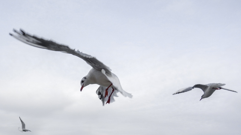 group of animals, two, sea, birds, flying, low, bird, wildlife, day, sky, clouds, aggression, no people, dom, fly, outdoors, gulls, vertebrate, plumage