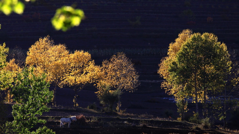 evening, day, yellow, sky, wulanbutongxiang, beauty in nature, china, night, sunlight, growth, land, autumn collection, hexigten, asia, park, tranquility