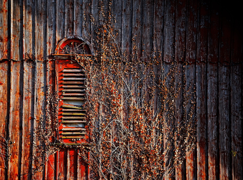plant, old-fashioned, shutter, fence, wall - Building Feature, iron - Metal, barn, backgrounds, 5K, farm, wood - Material, light, sunlight, autumn, shadow