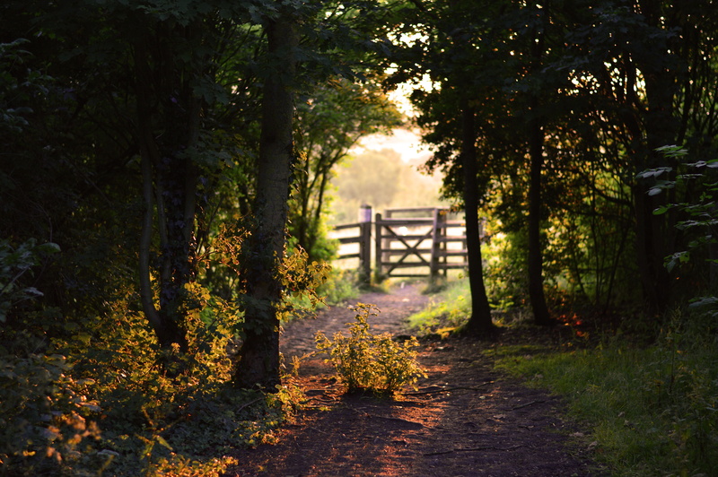 gray, environment, tranquility, architecture, nature, tree, growth, leaf, scenic, wild, fence, built structure, pathway, natural, gate, tranquil scene