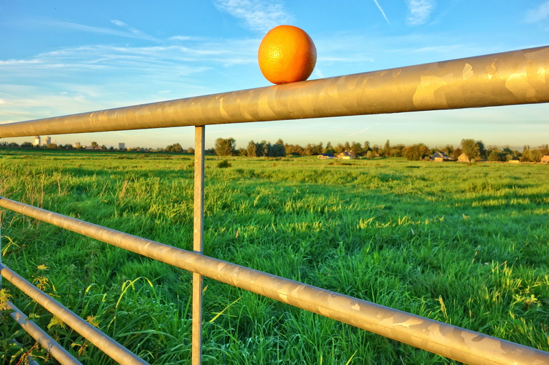 growth, tranquil scene, gate, countryside, farm, field, orange on bar, land, plant, blue skies, netherlands, nature, rural scene, agriculture, middelpolder