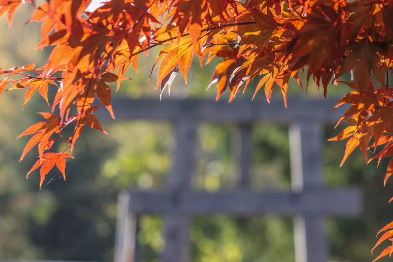 close-up, japan maple, Red Leaf, autumn collection, focus on foreground, nature, leaf, autumn, natural condition, tree, growth, branch, beauty in nature