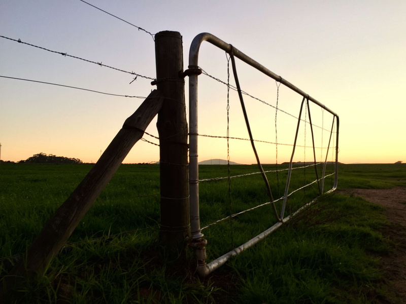 grass, power supply, field, gate, agriculture, plant, nature, wire fence, barrier, green grass, protection, orange sky, 2K, environment, sunset, metal