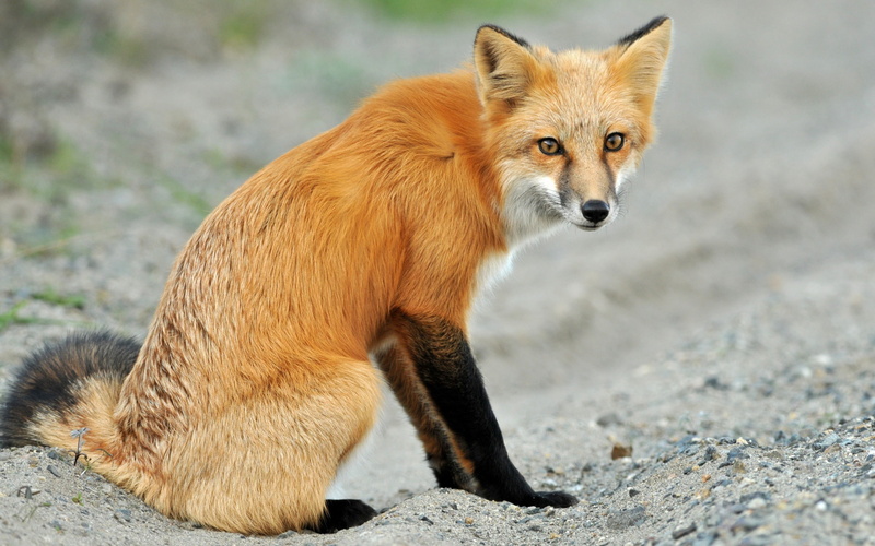 animal wildlife, animal, vertebrate, outdoors, hd, fox, focus on foreground, animals in the wild, wild, land, portrait, vulpes, looking at camera, nature