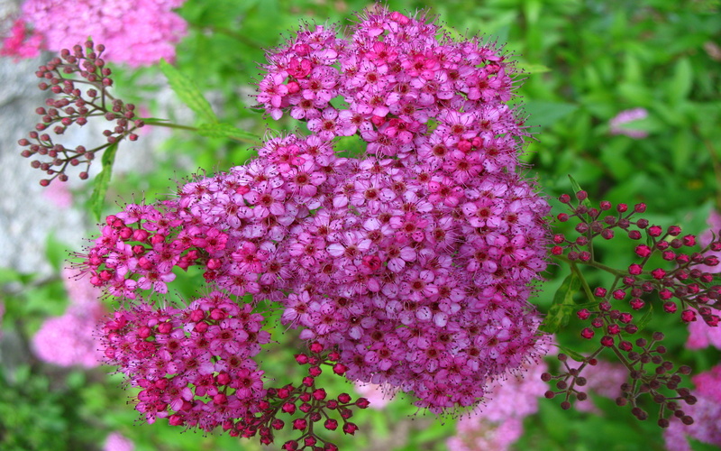 beauty in nature, nature, japonica, selective focus, vulnerability, lilac, pink, bunch of flowers, close-up, petal, flower head, purple, mobile