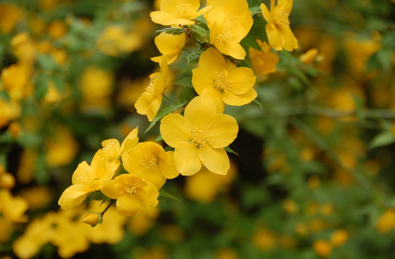 Blossom, beauty in nature, Flowers, japonica, outdoors, Macro, flowering plant, focus on foreground, growth, flower head, Landscape, freshness, Tokyo, yellow