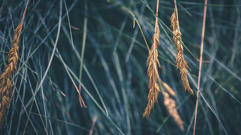 no people, growth, stalk, brown, crop, grass, wheat, 4K, nature, cereal plant, field, agriculture, focus on foreground, selective focus, day, outdoors