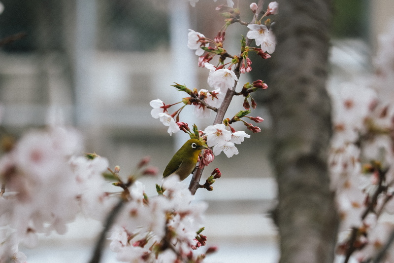 bunch of flowers, geranium, mammal, flower head, cherry blossom, petal, branch, japan, bird, plant, freshness, 5K, green, tree, animal, nature, cat, cherry tree