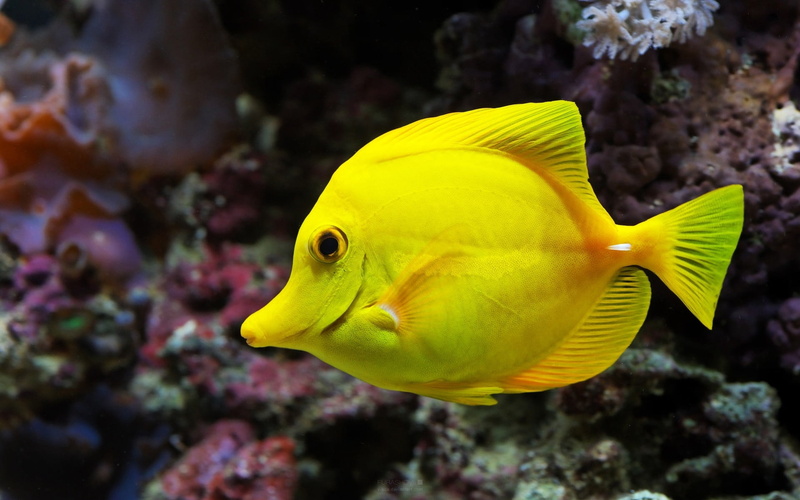 yellow, multi Colored, animal wildlife, undersea, animal themes, vertebrate, profile view, outdoors, tropical Climate, no people, sea Life, life, fish