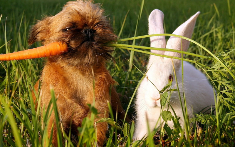 animal themes, green Color, griffon, meadow, day, rabbit, fluffy, carrots, land, rabbit - Animal, mammal, summer, close-up, small, animal, sitting, easter