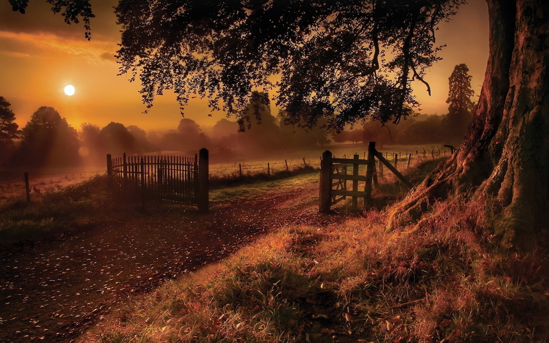 farm, ng, fences, plant, barrier, nature, land, wooden post, yellow, leaves, tranquility, morning, sky, landscape, emptiness, woodland, sunrise - Dawn
