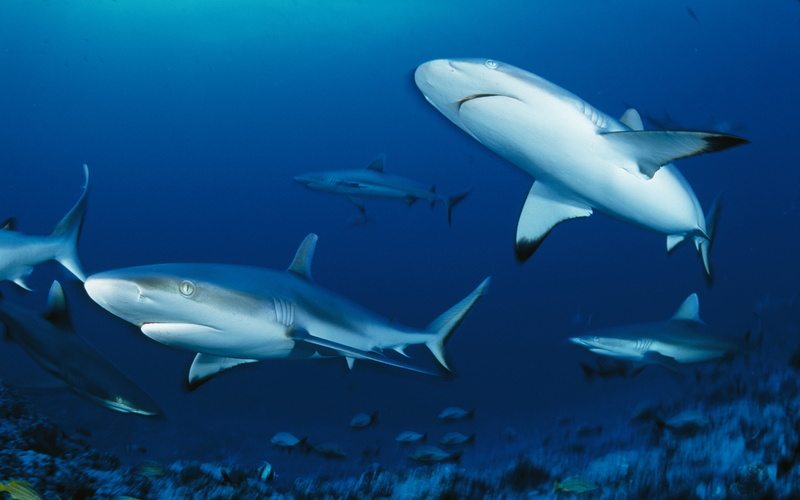 animal, swimming, group of animals, school of fish, vertebrate, underwater, picture, id, 4K, fish, warning sign, marine, blue, water, animal wildlife