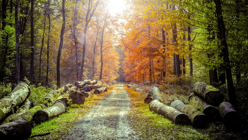 nature, landscape, trees, woodland, leafed, environment, no People, non-Urban Scene, tranquility, autumn collection, beauty In Nature, footpath, travel