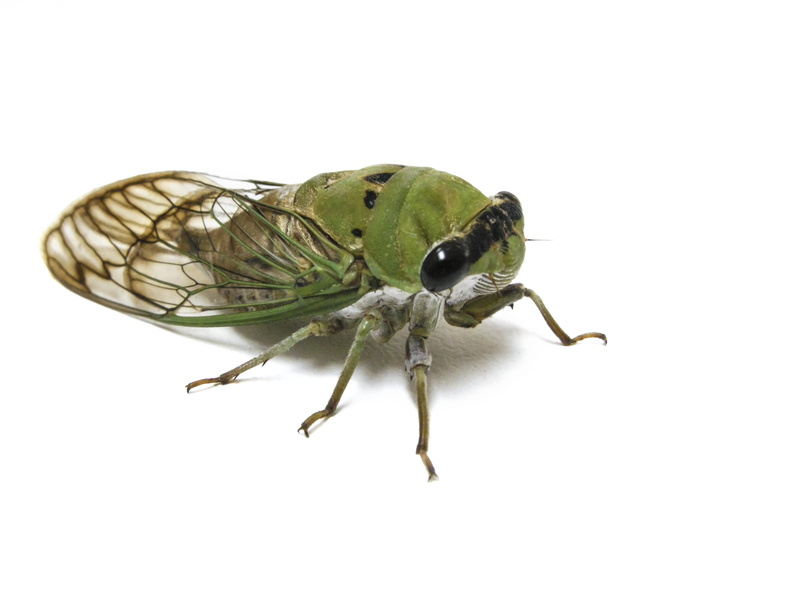 nature, eyes, aphid, animal leg, grasshoper, insect, animal, animal themes, andrena, bug, white background, cut out, 5K, animals in the wild, fly, animal wing