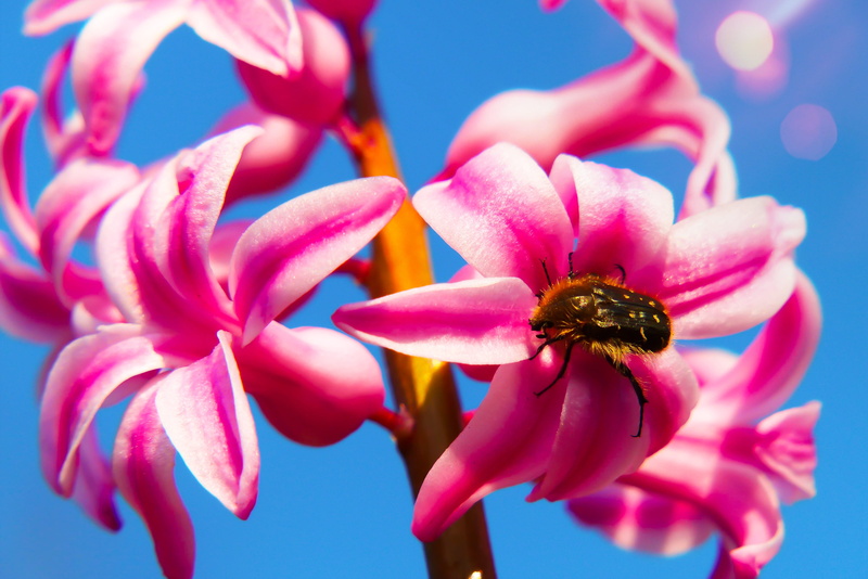 andrena, bee, animal, focus on foreground, freshness, lily, no people, nature, invertebrate, fragility, pink color, 4K, geranium, iris, wasp, vulnerability
