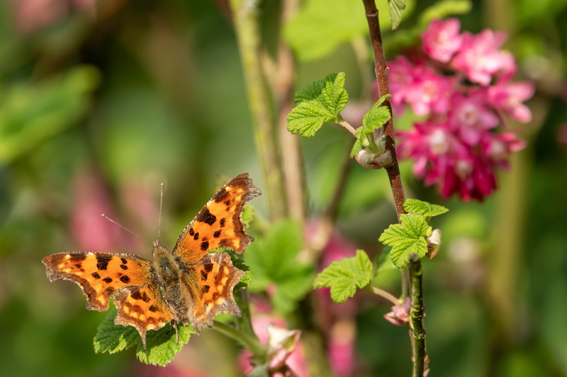 5K, insect, leaf, animal wildlife, purple, butterfly, apiaceae, wasp, andrena, animal, beauty in nature, butterfly - insect, veins, geranium, flowering plant