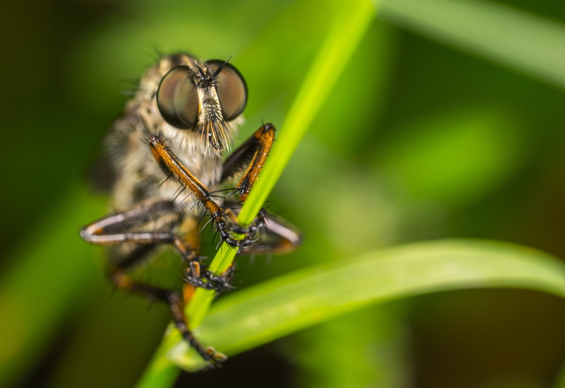 animal themes, plant, plant part, nature, green color, asilidae, grass, bee, leaf, focus on foreground, dragonfly, andrena, selective focus, 5K, black