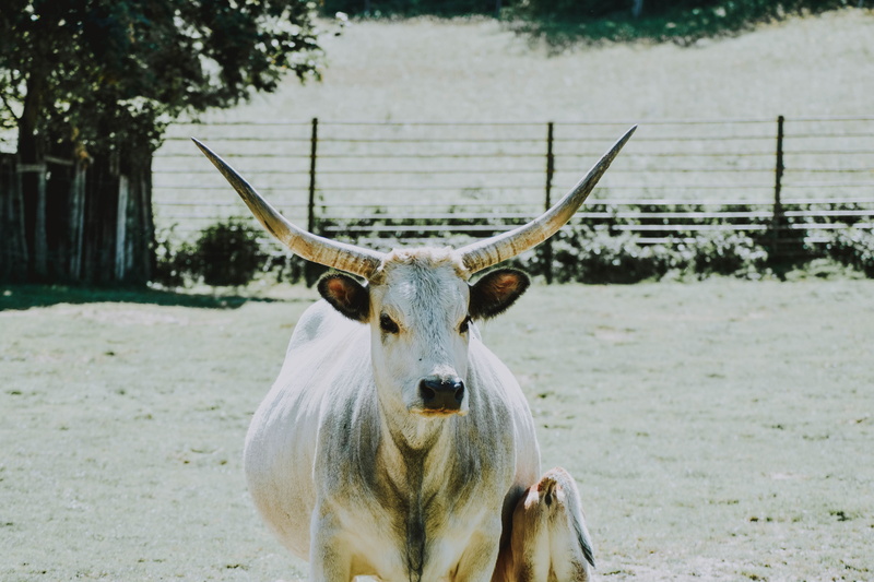 animal, focus on foreground, antelope, longhorn, fence, cattle, no people, domestic, near, 5K, portrait, life buoy, tree, animal themes, wildlife, elk