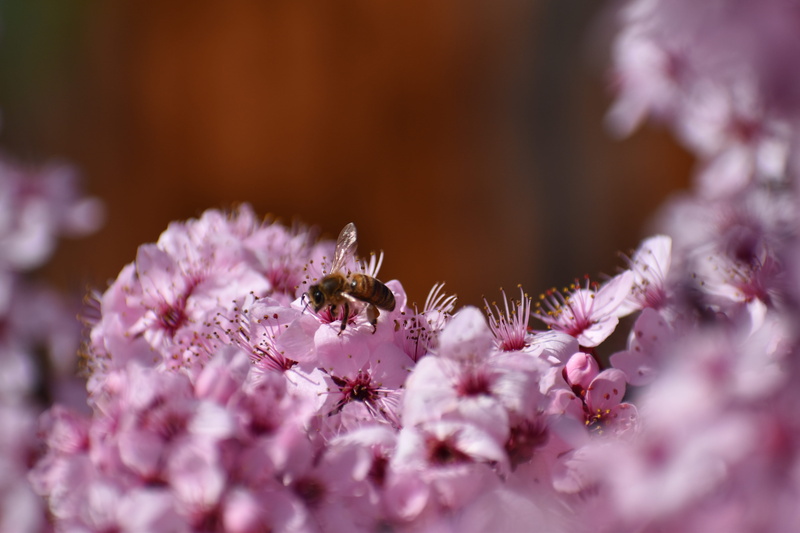 vulnerability, food, pink color, animal wildlife, pollination, looming, pollen, cherry, plant, animal, bee, produce, no people, flowering plant, blossom