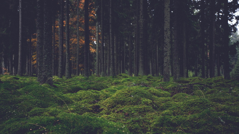 landscape, trunk, plant, bamboo - plant, dark, forest, scenics - nature, foliage, beauty in nature, woodland, green color, growth, land, outdoors, day