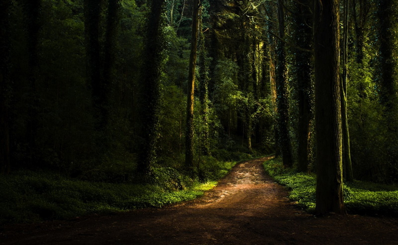 tree, trail, footpath, grass, plants, growth, tranquility, trunk, green color, tree trunk, forest, lush foliage, land, path, scenics - nature, non-urban scene