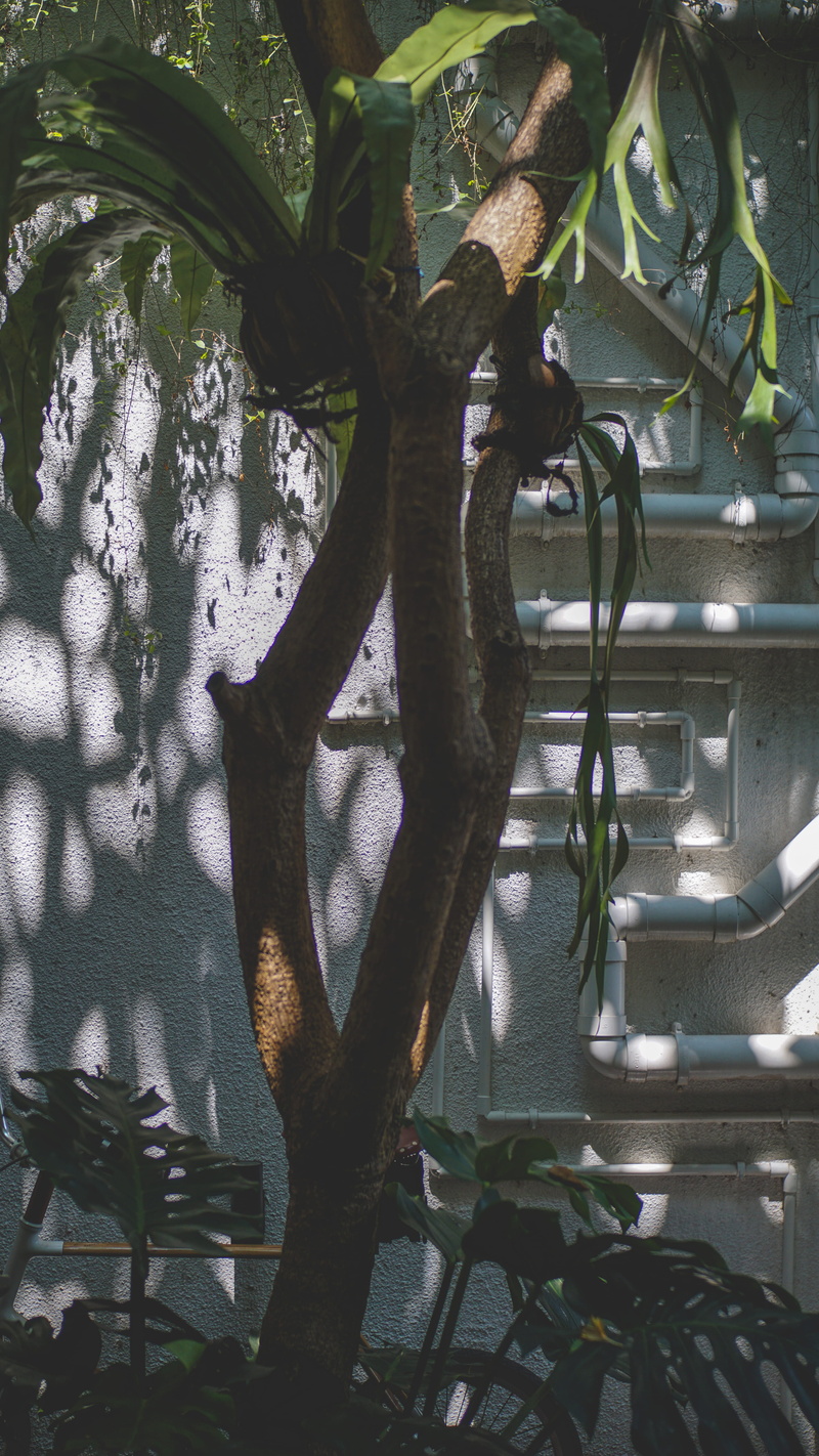 outdoors, leaf, old, nature, potted plant, tree, tree trunk, bike, no people, branch, architecture, trees, green color, tangerang, hanging, indonesia, aesthetic