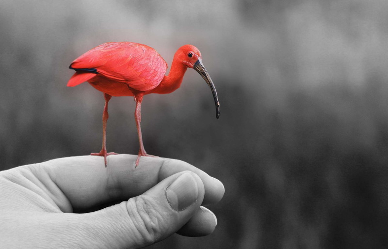 cute, human body part, gray, bird, 1080P, sit, claws out, small, one animal, nature, body part, white, close-up, bird seed, animal wildlife, finger, wing