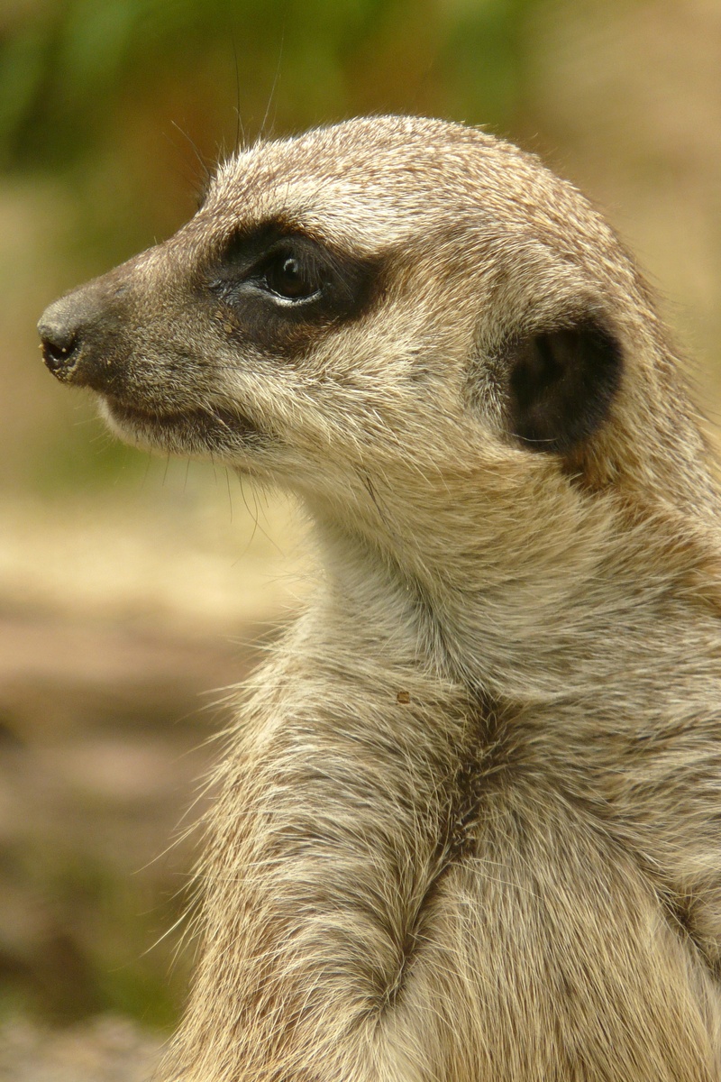 2K, animal head, whisker, animals in the wild, keep an eye out, nature, mammal, animal eye, looking away, animal body part, watch, meerkat, outdoors, no people