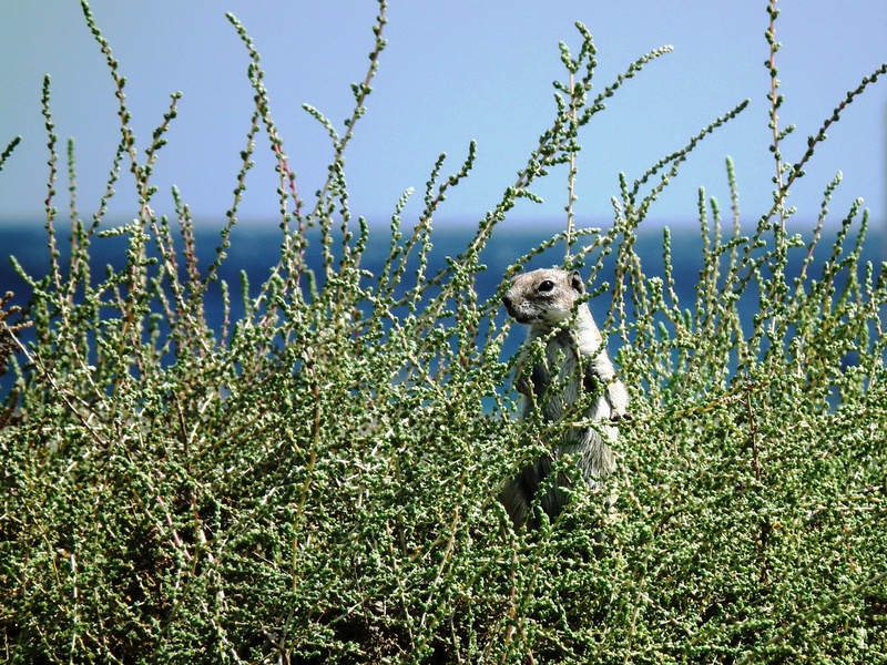flowering plant, one animal, animal, mammal, nager, plant, vertebrate, day, land, beauty in nature, growth, animals in the wild, sky, cute, atlas croissant