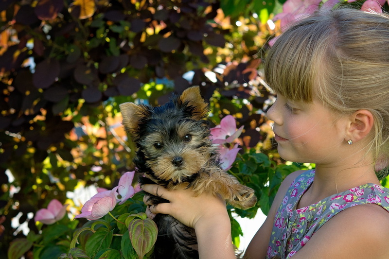 yorkshire, mammal, young dog, sweet, girl, portrait, blond, women, small dog, hairstyle, puppy, one person, black, females, summer, blond hair, out, holding