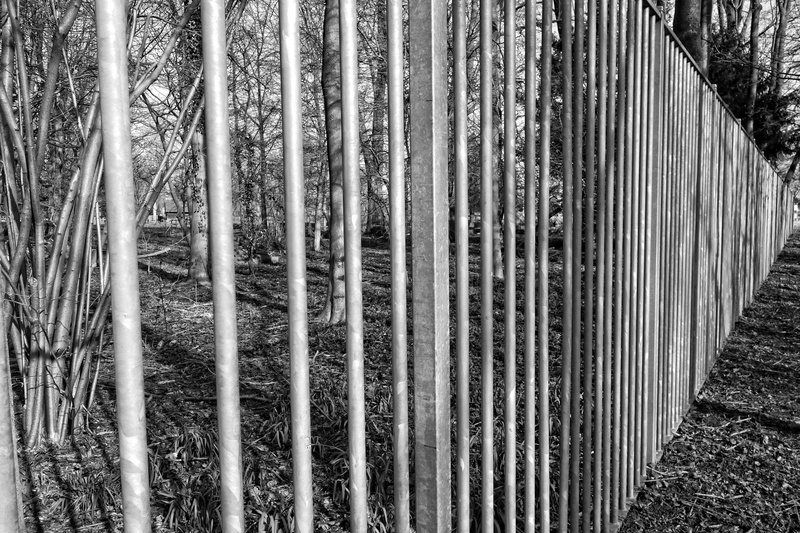 fence, steel fence, nature, protection, plant, steel bars, bars, outdoors, boundary, sunlight, no people, bamboo, keep out, security, metal, field, close-up