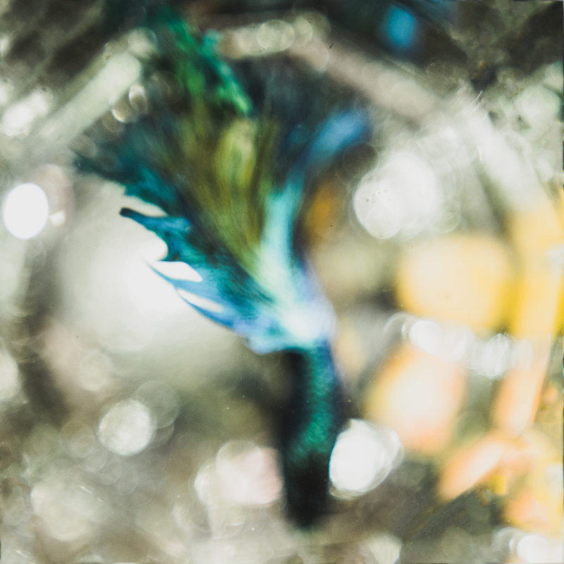day, selective focus, glass - material, gold, abstract, beauty in nature, water, fish tank, beta fish, 2K, out of focus, green color, betta, swim, outdoors