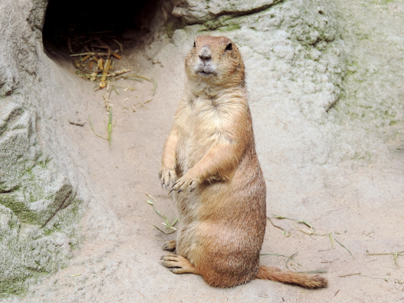 furry, rodent, rock - object, zoo, animals den, gray, looking away, cave, croissant, rock, outdoors, marmot, standing, mankei, keep an eye out, day, creature