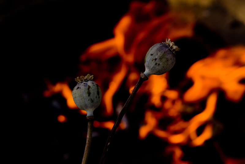 Plant, beauty in nature, food and drink, plant stem, black background, studio shot, no people, addiction, vulnerability, selective focus, freshness, growth