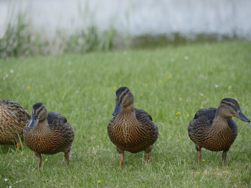solicitous, animal wildlife, bird, vertebrate, cute, chicken, 4K, young, day, poultry, lake, wildlife photography, field, nature, grass, mother, duck family