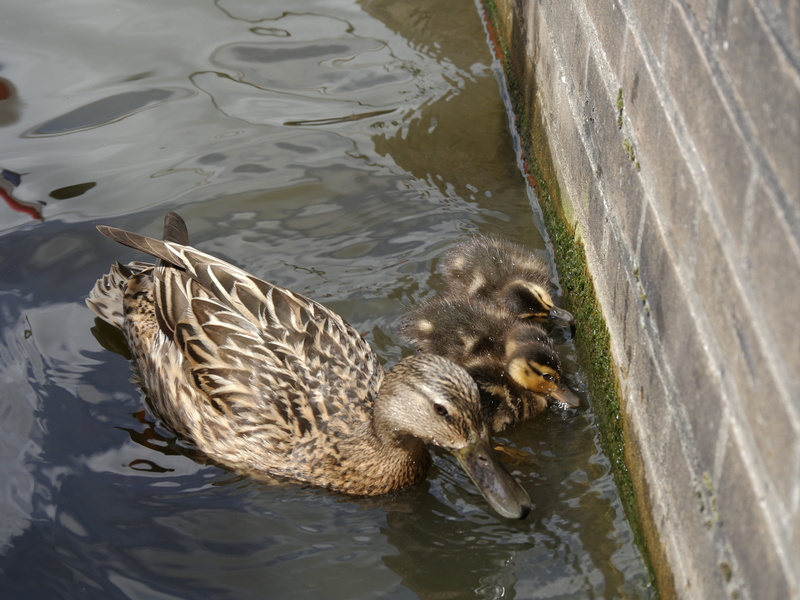 one animal, fauna, swimming, young animal, plumage, young bird, group of animals, small, poultry, animal family, animal wildlife, waterfront, day, mother