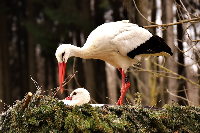 animal wildlife, black, solicitous, stork, wildpark poing, bird, sunlight, nest building, focus on foreground, storks, heron, animal family, nature, nest
