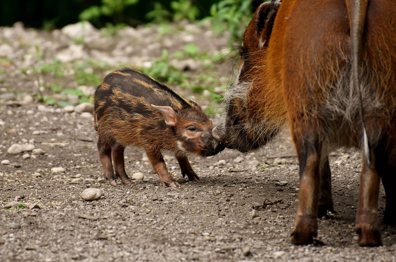 no people, 5K, boar, animal, group of animals, mother pig, selective focus, pig, solicitous, vertebrate, animal wildlife, herbivorous, brown, animal themes