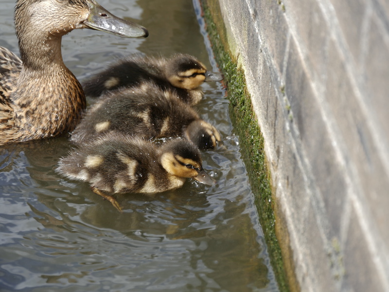 lake, mother, chicken, duck, small, duck family, high angle view, water bird, water, chicks, group of animals, animals in the wild, fluffy, solicitous